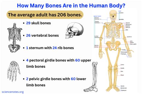 Who has 213 bones?